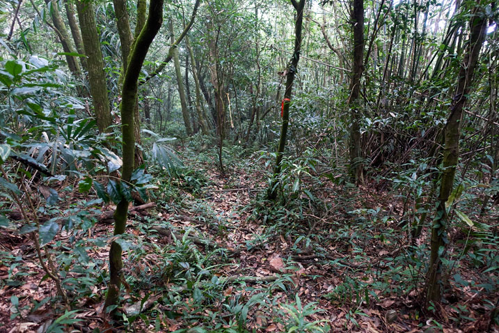 Mountain jungle forest