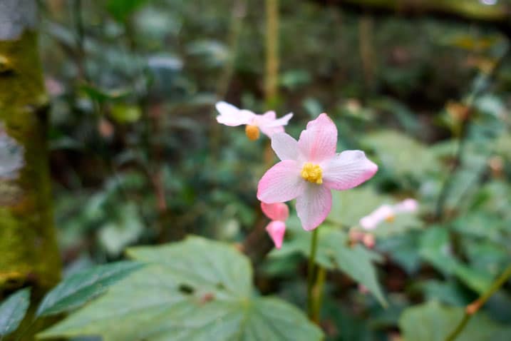 Pink flower