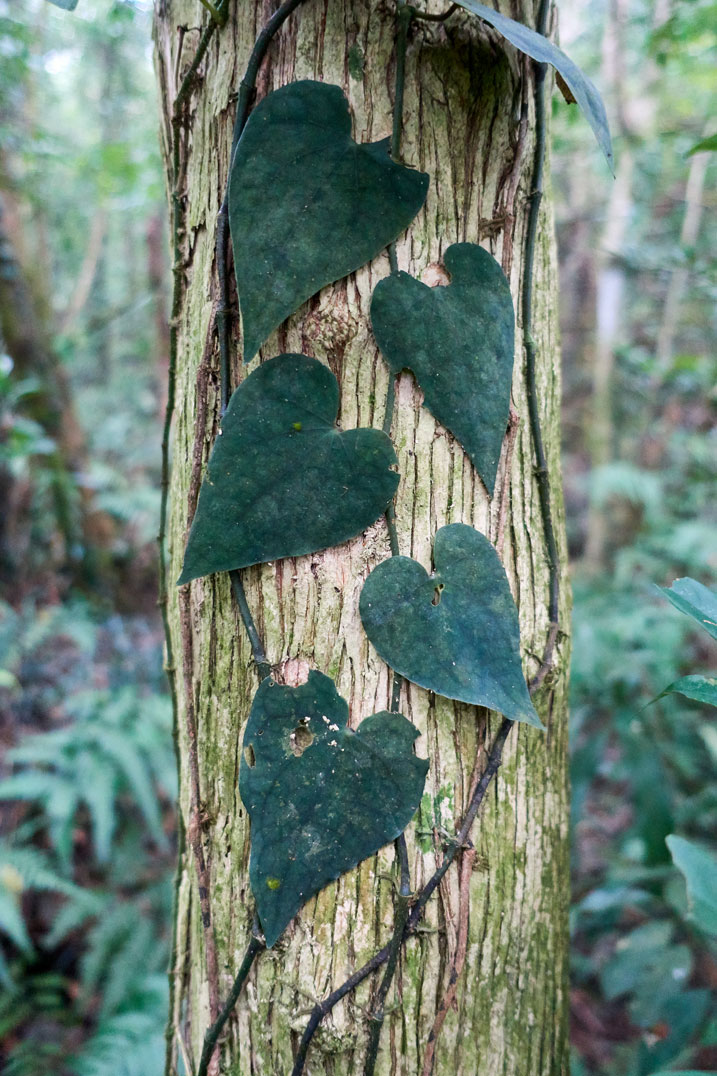 Tree with heart shaped leaves growing from a vine