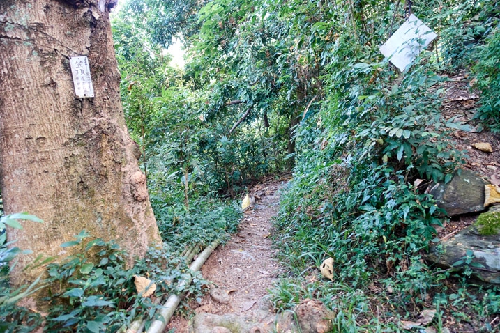 Trail in the mountains of Taiwan