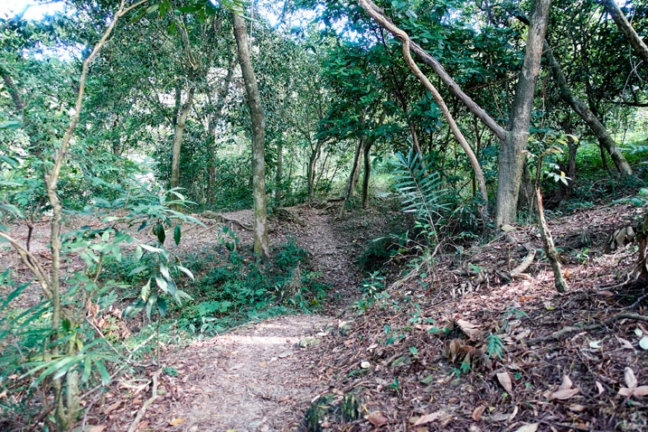 Mountain single track trail in Taiwan