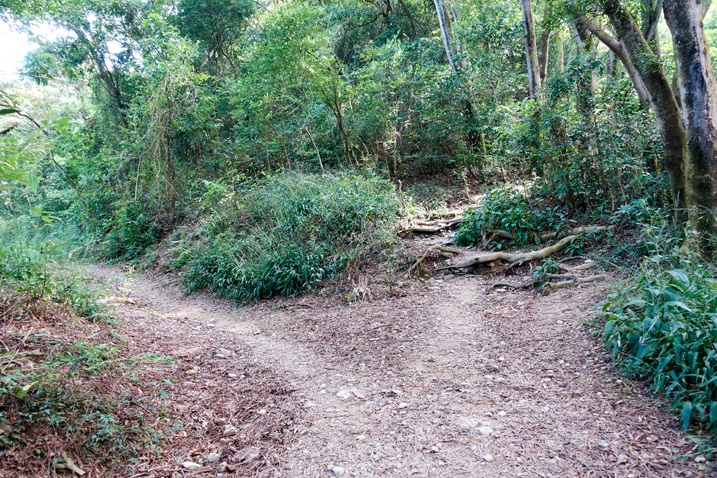 Mountain dirt road - trail splits to the right