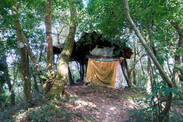 Tarped off shack-like structure mixed in with trees