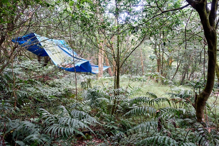 Tarp set up in the forest