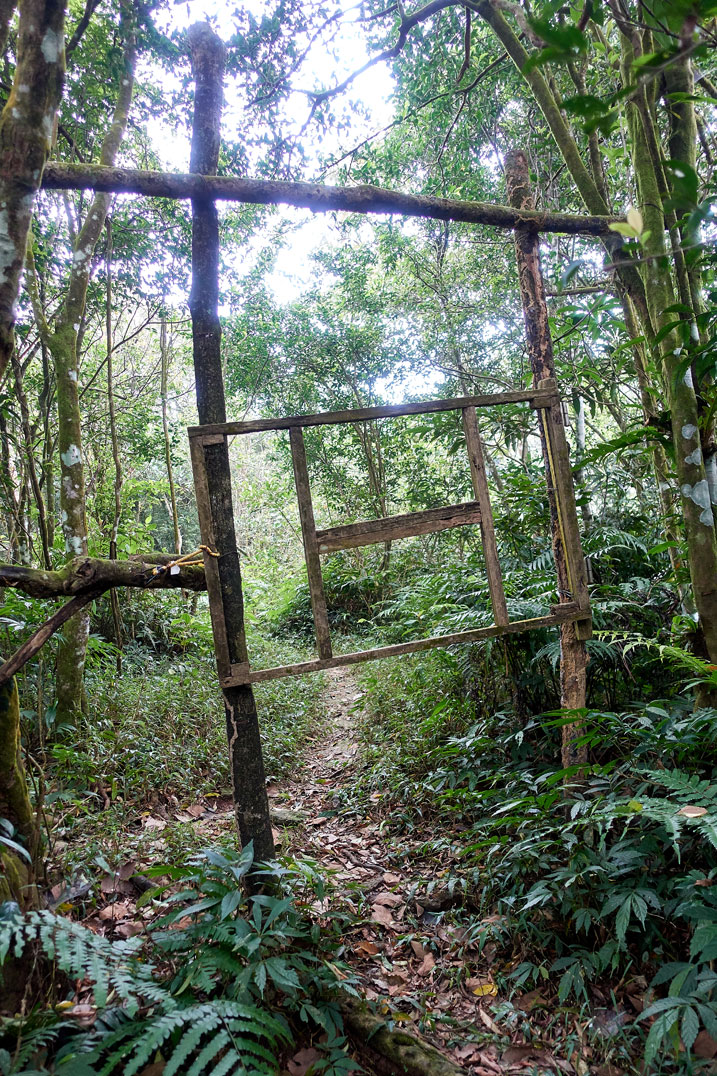 Tree branches fashioned into a type of frame in the forest