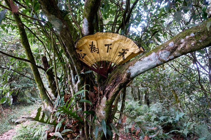 Fan with Chinese writing stuck in tree