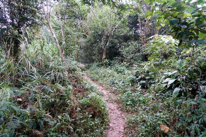 Mountain trail - trees on either side