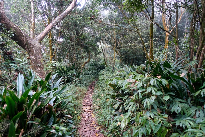 Mountain trail - plants and trees on either side