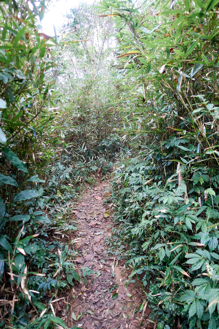 Mountain trail with some bamboo growing on either side