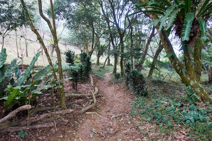 Trail with trees on either side