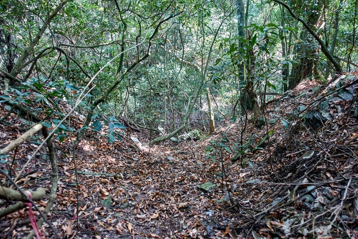 Trail with lots of dead leaves - open area - trees all around - ZuMuShan 足母山