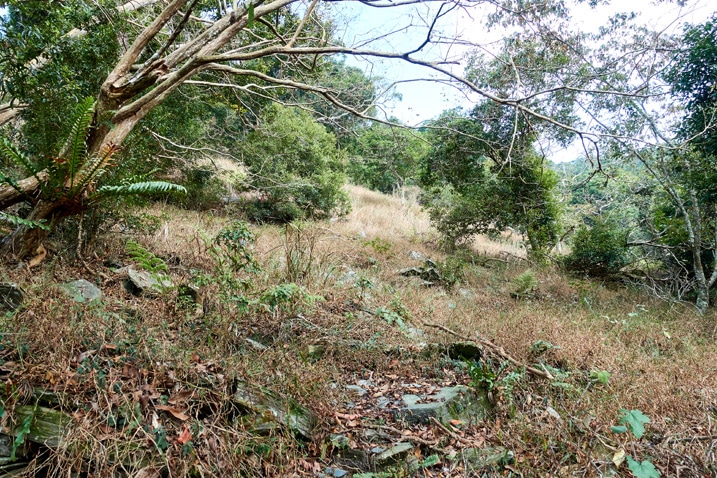 Open area with brown grass and rocks - trees around - ZuMuShan 足母山