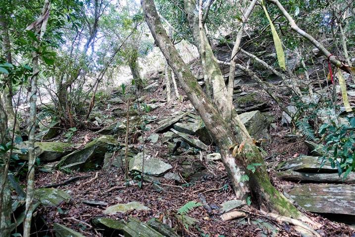 Rocks and trees going up mountain - ZuMuShan 足母山 trail