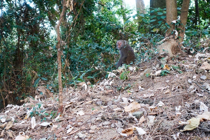 Monkey at side of trail - WeiLiaoShan Hike – 尾寮山