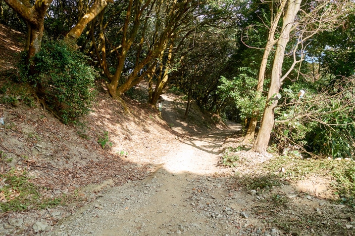 Dirt road - trees on either side - WeiLiaoShan Hike – 尾寮山