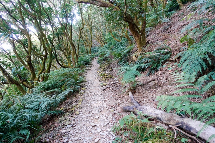 Trail - trees on either side - WeiLiaoShan Hike – 尾寮山
