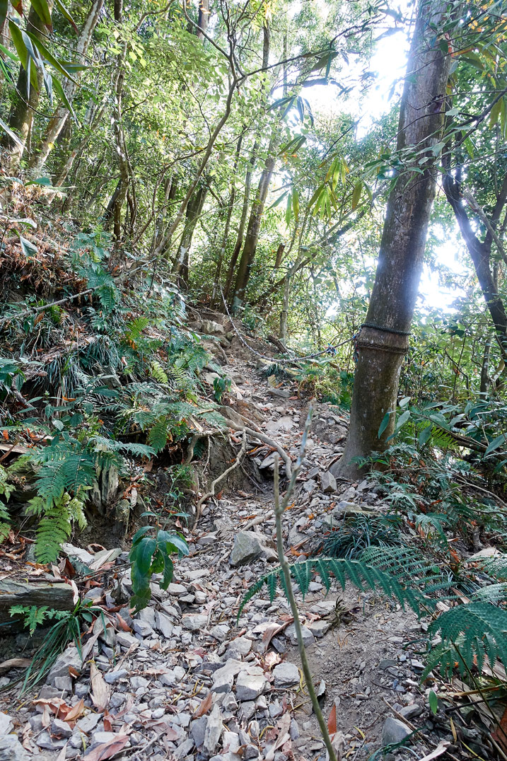 Rocky trail going up a mountain - trees all over - WeiLiaoShan Hike – 尾寮山