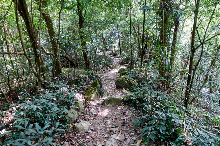 Rocky trail going up with trees on either side - WeiLiaoShan Hike – 尾寮山