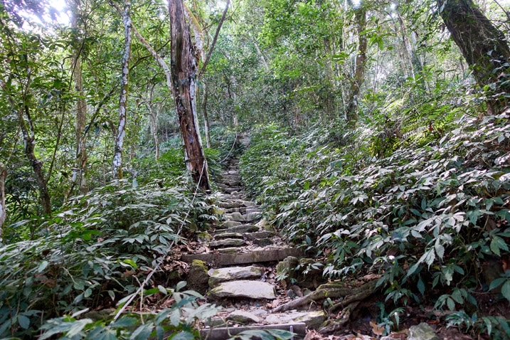 makeshift stairs going up the mountain - trees on either side - WeiLiaoShan Hike – 尾寮山