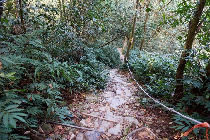 makeshift stairs going down the mountain - trees on either side - WeiLiaoShan Hike – 尾寮山