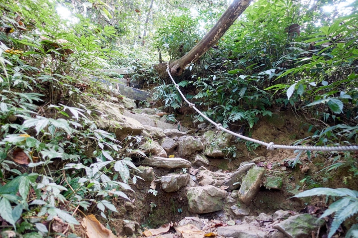 makeshift stairs going up the mountain - trees on either side - WeiLiaoShan Hike – 尾寮山