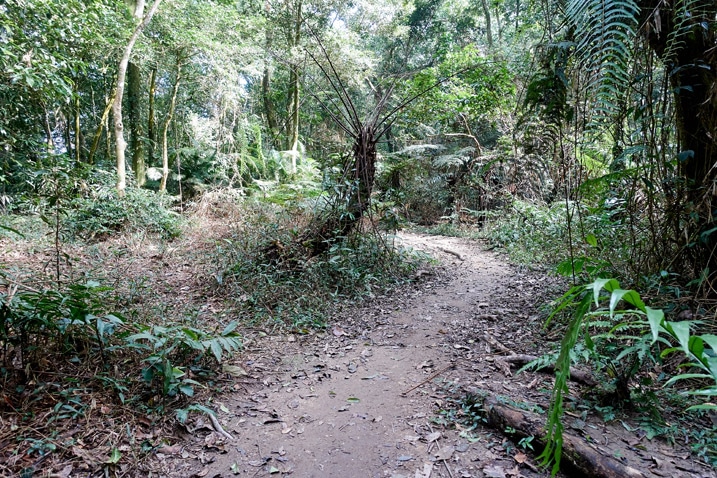 Mountain single-track trail with trees on either side - WeiLiaoShan 尾寮山 trail
