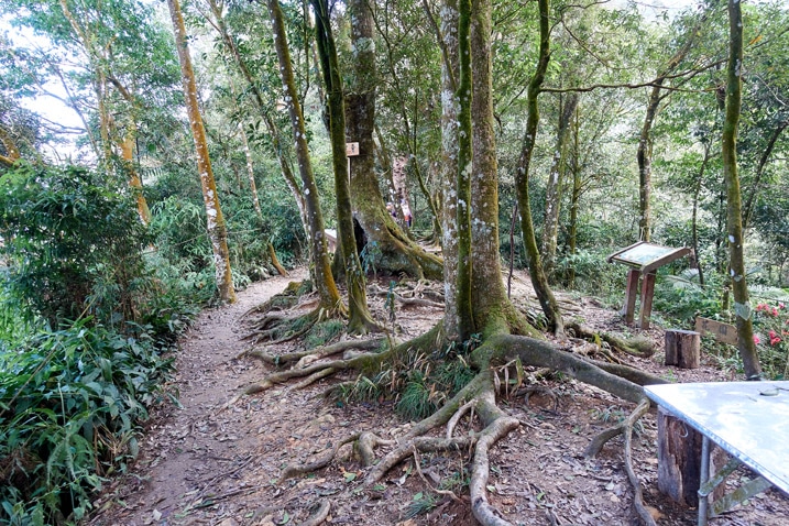Trees growing in a slightly open area - people hidden in back - WeiLiaoShan 尾寮山 trail