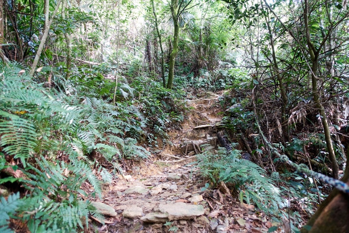 Rocky and rooted trail going up a mountain - trees on either side - WeiLiaoShan 尾寮山 trail