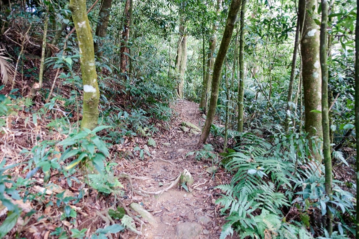 Single track trail with trees on either side - WeiLiaoShan 尾寮山 trail