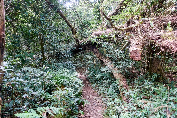 A large fallen tree is suspended over a trail - WeiLiaoShan 尾寮山 trail
