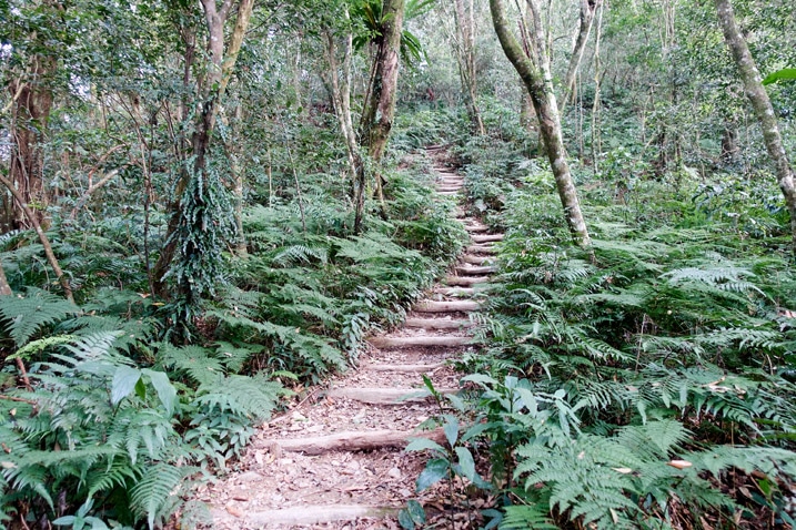 Mountain stairs going up - trees and plants on either side - WeiLiaoShan 尾寮山 trail