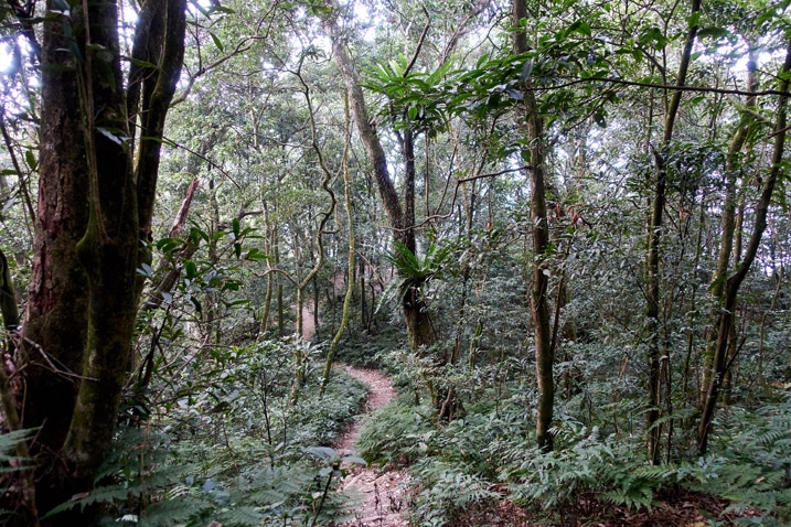 Single track trail in forest - WeiLiaoShan 尾寮山 trail