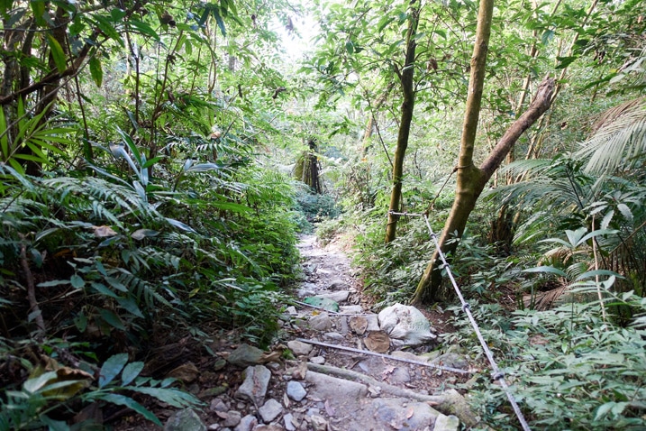Looking down at makeshift trail steps - rope on the right - trees on either side - WeiLiaoShan 尾寮山 trail