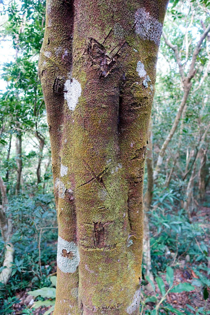 Tree with markings carved into it - BeiHuLuShan 北湖呂山