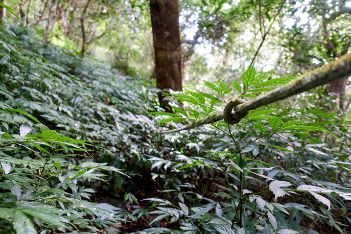 Knotted trail rope disappears in dense foliage - BeiHuLuShan 北湖呂山