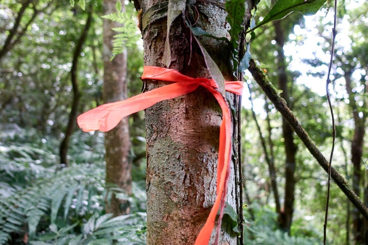 Orange trail ribbon tied around tree - BeiHuLuShan 北湖呂山