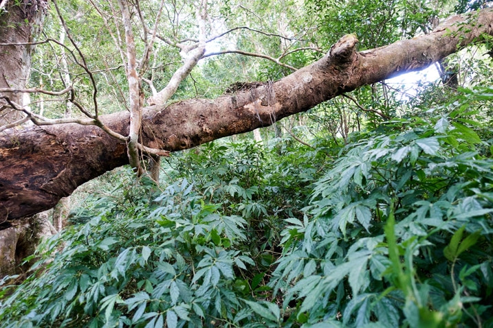 Fallen tree over faint path - BeiHuLuShan 北湖呂山