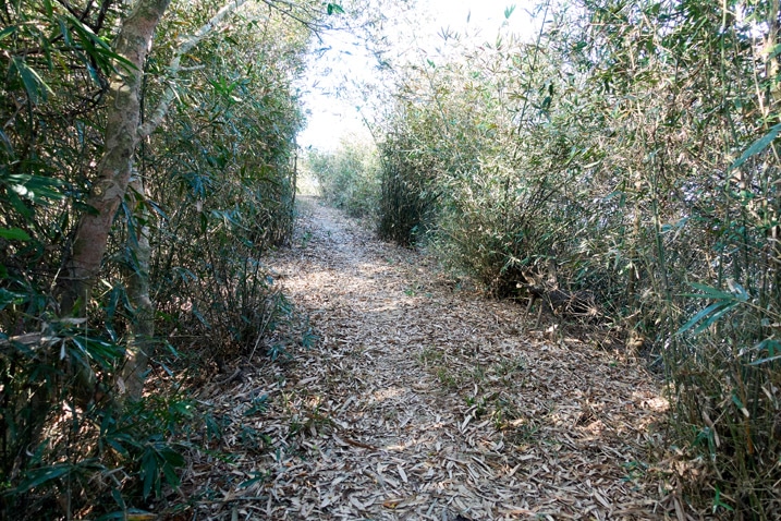 Flat trail with small bamboo trees on either side - 旗月縱走