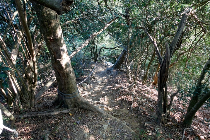 Steep trail looking down - ropes and trees - 旗月縱走