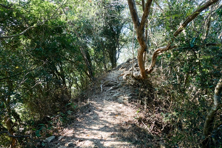 Ridge trail with trees on either side - 旗月縱走 - 福美山