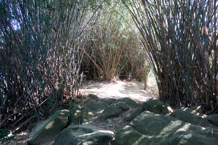 Rocks and many small bamboo trees - 旗月縱走