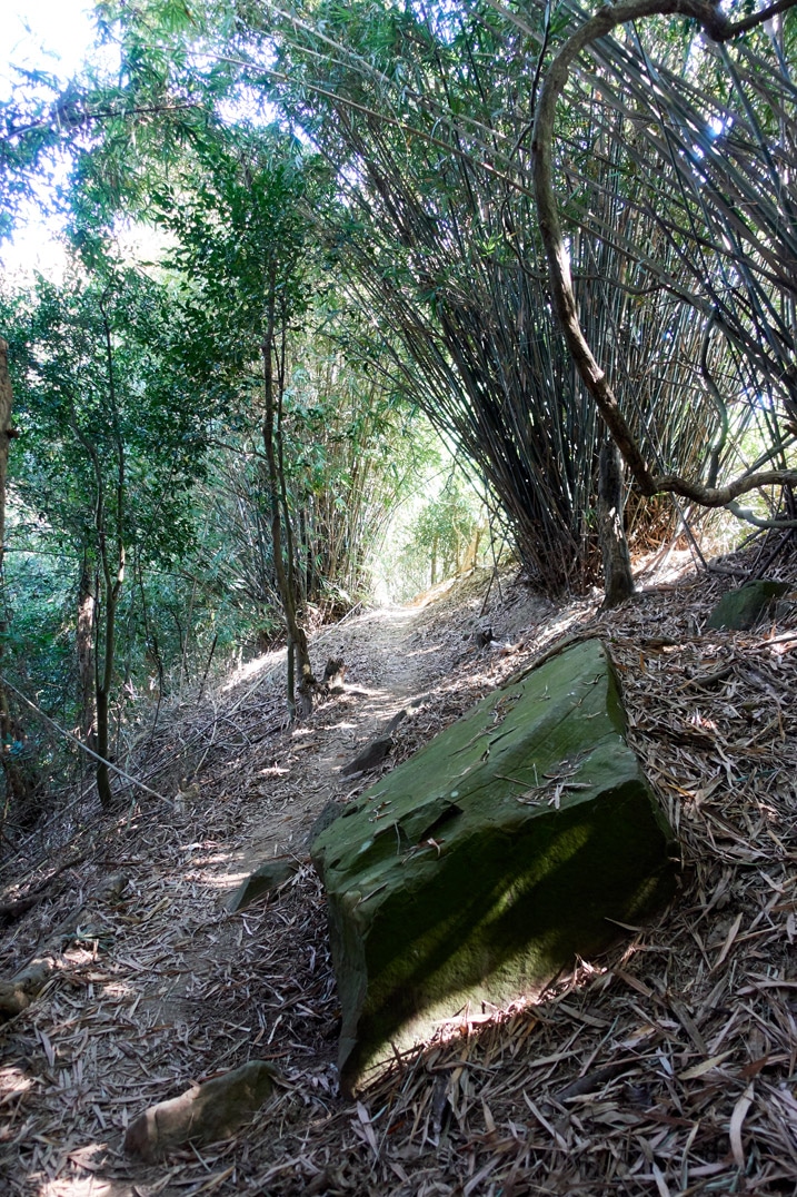 Trail going through bamboo trees - 旗月縱走
