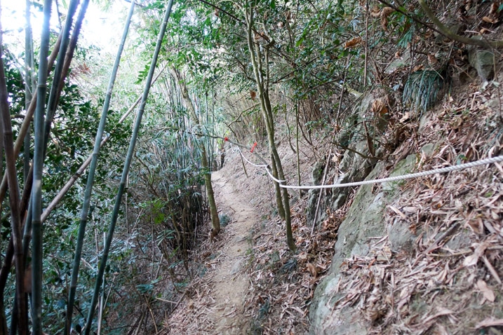 Trail with rope - trees on either side - 旗月縱走