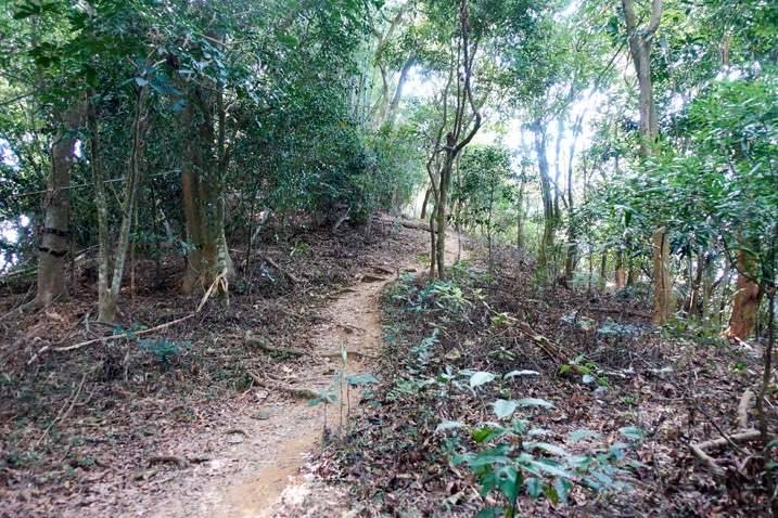 Dirt trail surrounded by trees - 靈山步道 - 旗月縱走