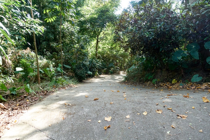 Paved road going down - trees either side - 靈山步道 - 旗月縱走