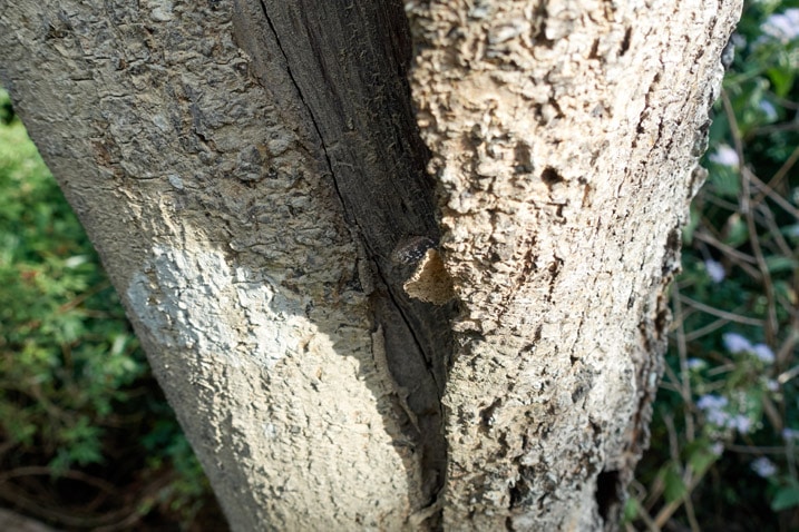 Lizard hiding under tree bark - 旗月縱走