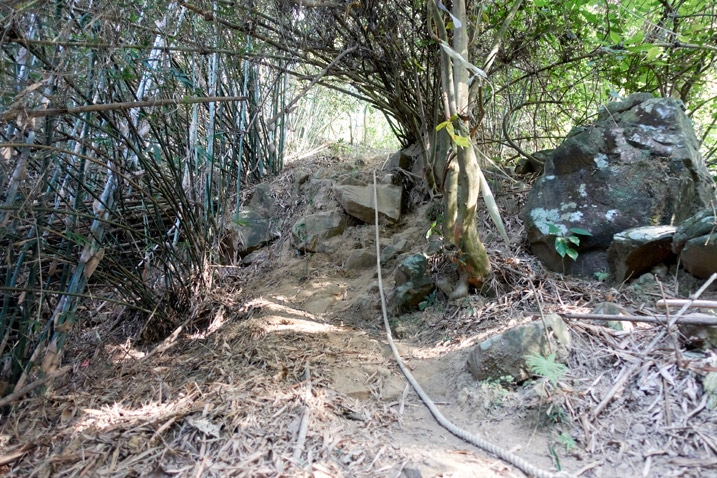 Uphill trail with rope and bamboo trees - 旗月縱走