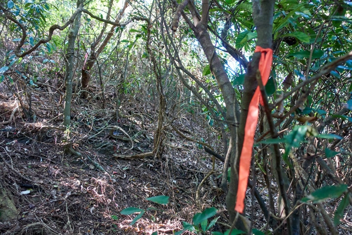 Orange ribbon tied to tree in forest - XinZhiShan - 新置山