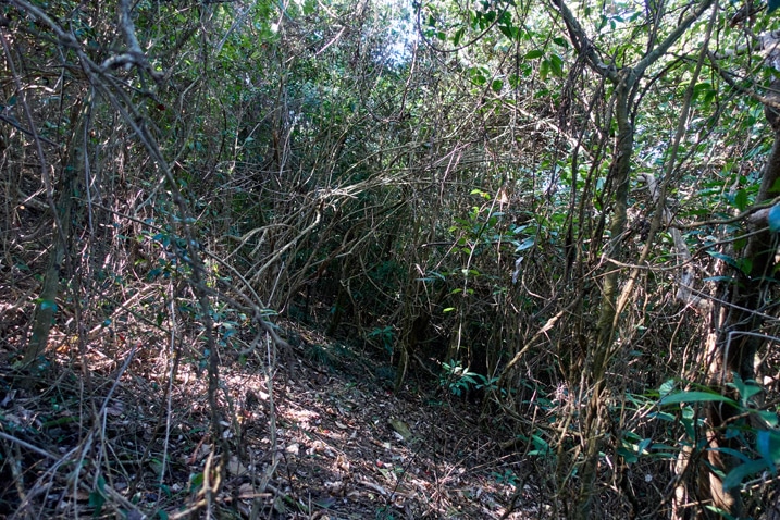 jungle - forest - lots of trees and overgrowth - XinZhiShan - 新置山