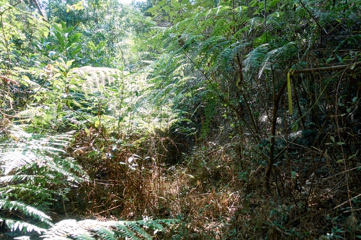 dense jungle - XinZhiShan - 新置山